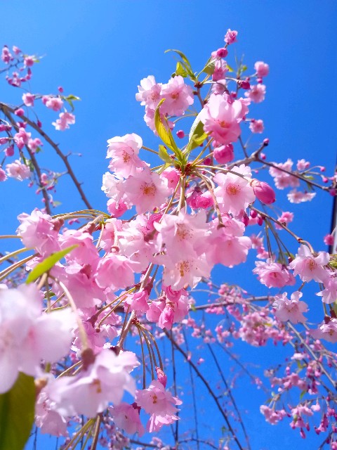 f:id:korokumi:20210501094040j:image f:id:korokumi:20210501094040j:image