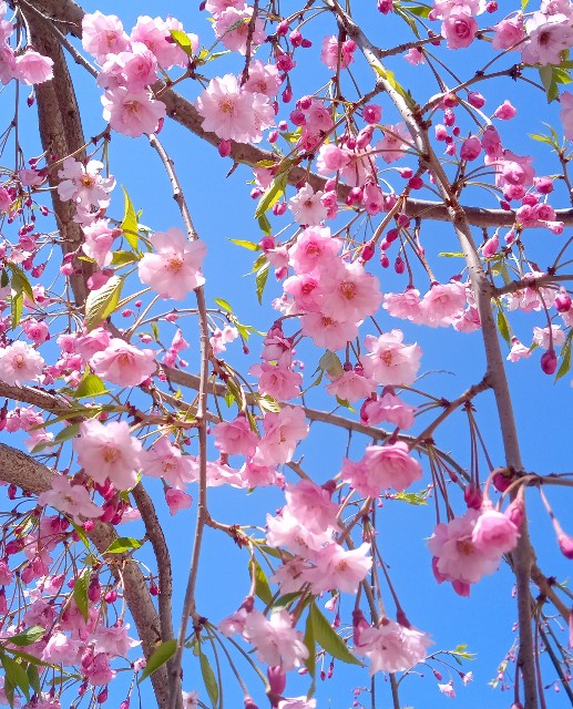 f:id:korokumi:20210501094856j:image f:id:korokumi:20210501094856j:image