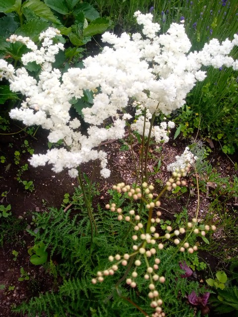 f:id:korokumi:20210615113849j:image f:id:korokumi:20210615113849j:image