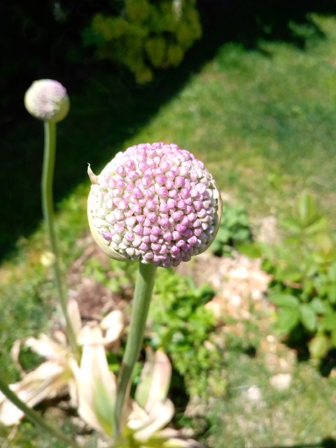 f:id:korokumi:20210615114112j:image f:id:korokumi:20210615114112j:image