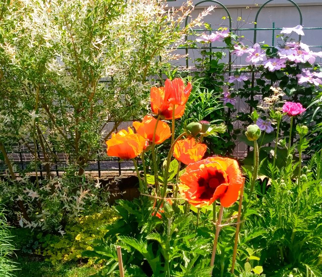 f:id:korokumi:20210615214018j:image f:id:korokumi:20210615214018j:image