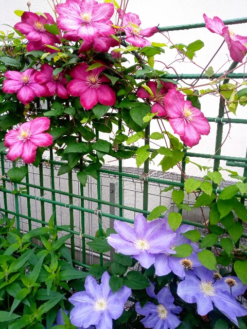 f:id:korokumi:20210616151431j:image f:id:korokumi:20210616151431j:image