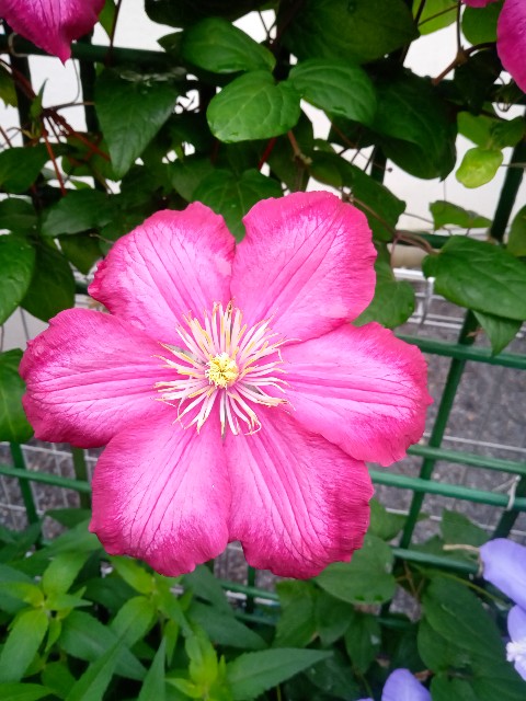 f:id:korokumi:20210616151553j:image f:id:korokumi:20210616151553j:image