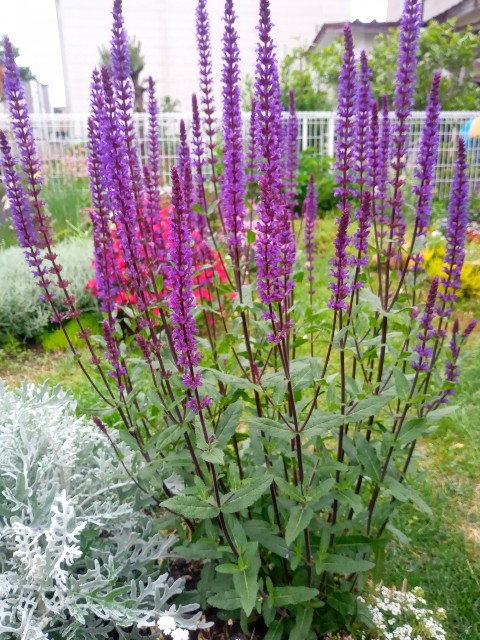 f:id:korokumi:20210616151655j:image f:id:korokumi:20210616151655j:image