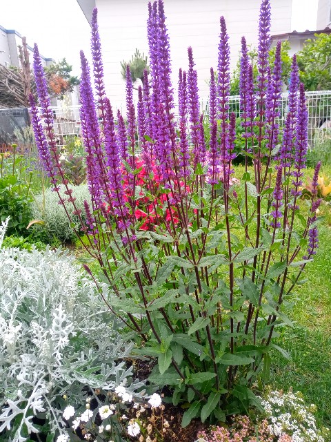 f:id:korokumi:20210616151926j:image f:id:korokumi:20210616151926j:image