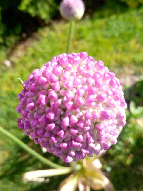 f:id:korokumi:20210616184048j:image f:id:korokumi:20210616184048j:image