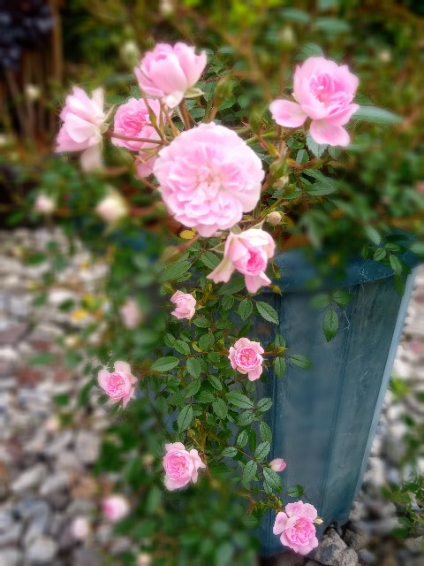 f:id:korokumi:20210616184959j:image f:id:korokumi:20210616184959j:image