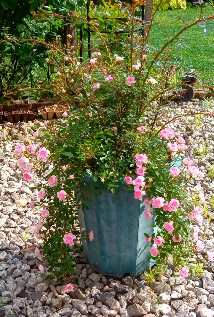 f:id:korokumi:20210618155526j:image f:id:korokumi:20210618155526j:image