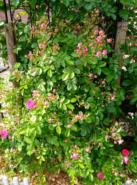 f:id:korokumi:20210618155641j:image f:id:korokumi:20210618155641j:image