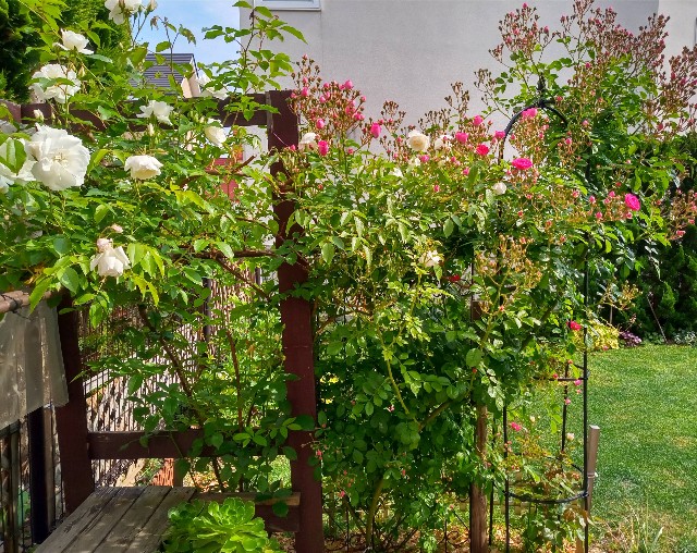 f:id:korokumi:20210618155701j:image f:id:korokumi:20210618155701j:image