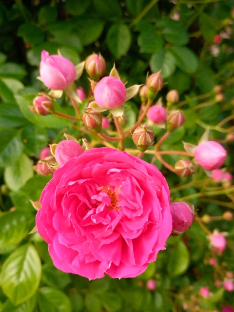 f:id:korokumi:20210618172403j:image f:id:korokumi:20210618172403j:image