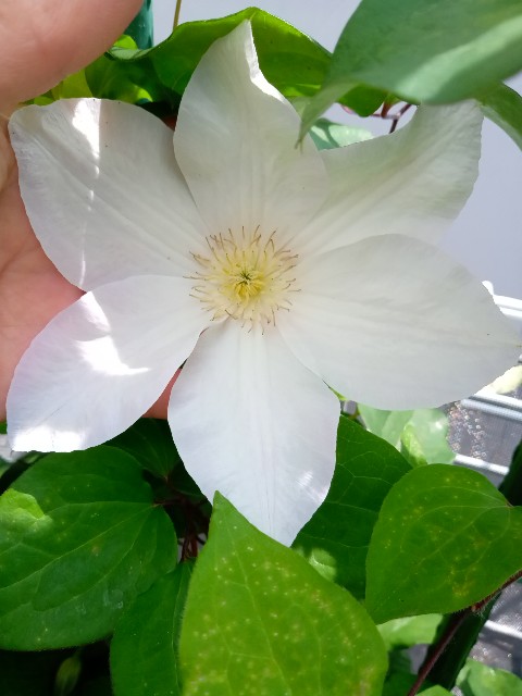 f:id:korokumi:20210618175714j:image f:id:korokumi:20210618175714j:image