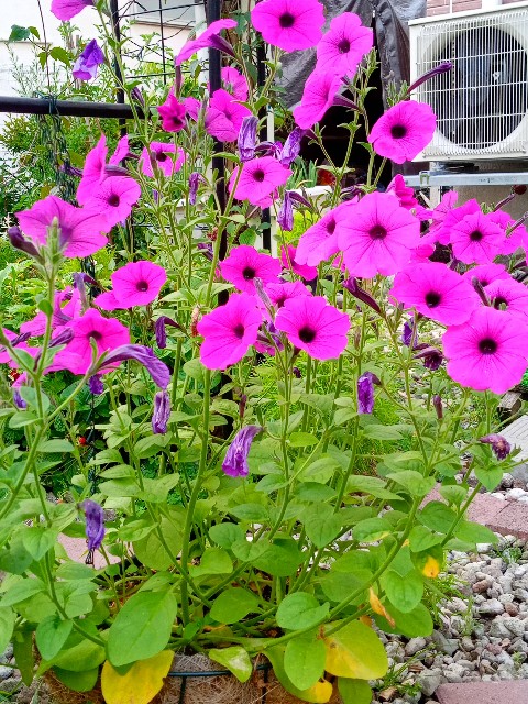 f:id:korokumi:20210801091750j:image f:id:korokumi:20210801091750j:image