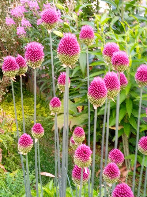 f:id:korokumi:20210801091818j:image f:id:korokumi:20210801091818j:image