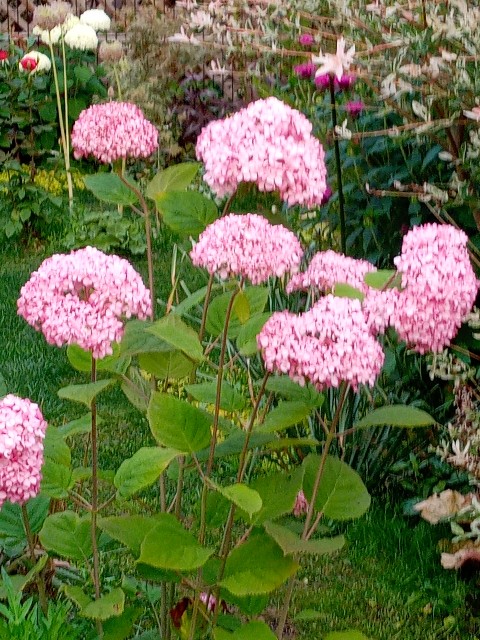 f:id:korokumi:20210801091933j:image f:id:korokumi:20210801091933j:image