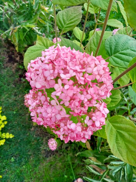 f:id:korokumi:20210801092016j:image f:id:korokumi:20210801092016j:image