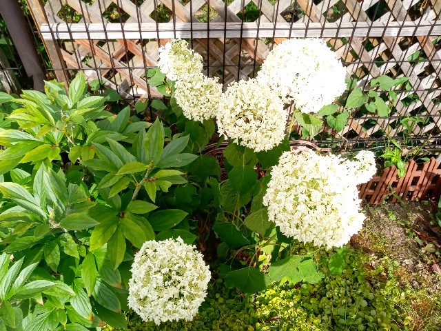 f:id:korokumi:20210801092054j:image f:id:korokumi:20210801092054j:image