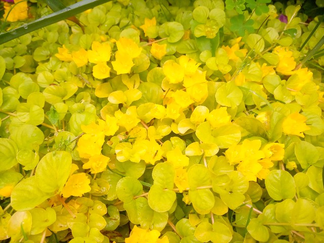 f:id:korokumi:20210801092146j:image f:id:korokumi:20210801092146j:image