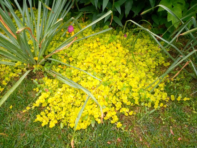 f:id:korokumi:20210801092204j:image f:id:korokumi:20210801092204j:image