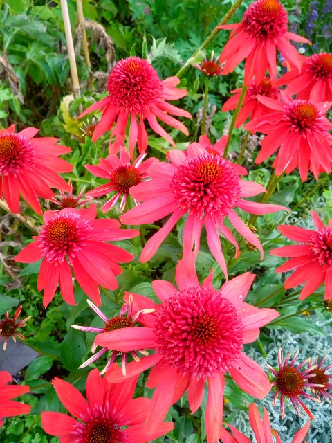 f:id:korokumi:20210801092248j:image f:id:korokumi:20210801092248j:image