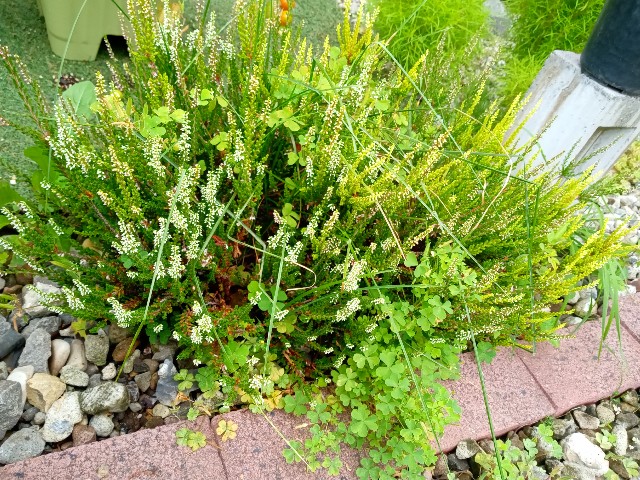 f:id:korokumi:20210801092508j:image f:id:korokumi:20210801092508j:image