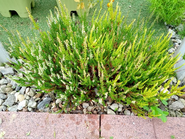 f:id:korokumi:20210801092532j:image f:id:korokumi:20210801092532j:image