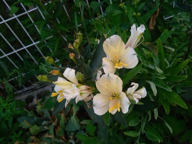 f:id:korokumi:20210807200611j:image f:id:korokumi:20210807200611j:image