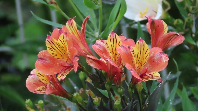 f:id:korokumi:20210810172052j:image f:id:korokumi:20210810172052j:image