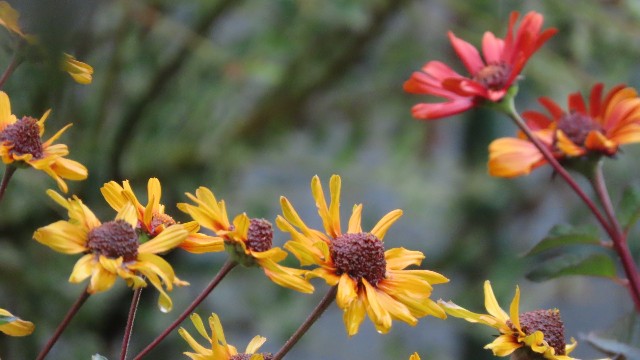 f:id:korokumi:20210810173608j:image f:id:korokumi:20210810173608j:image