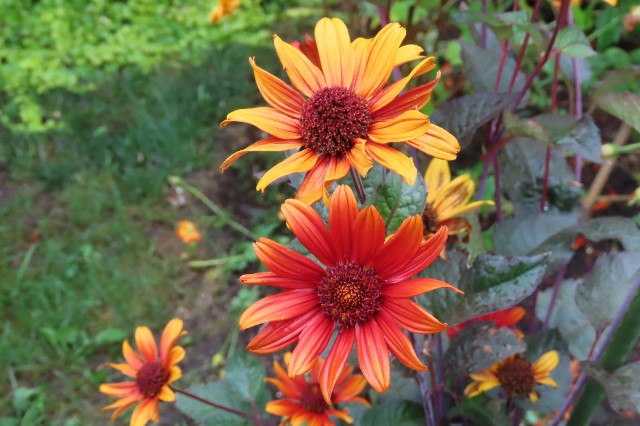 f:id:korokumi:20210810212708j:image f:id:korokumi:20210810212708j:image