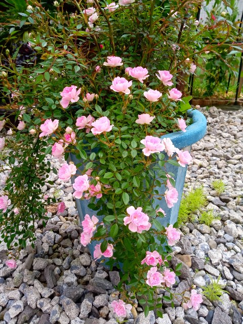 f:id:korokumi:20210812112420j:image f:id:korokumi:20210812112420j:image