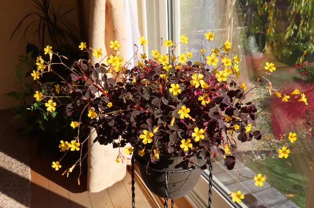 f:id:korokumi:20211021170417j:image f:id:korokumi:20211021170417j:image