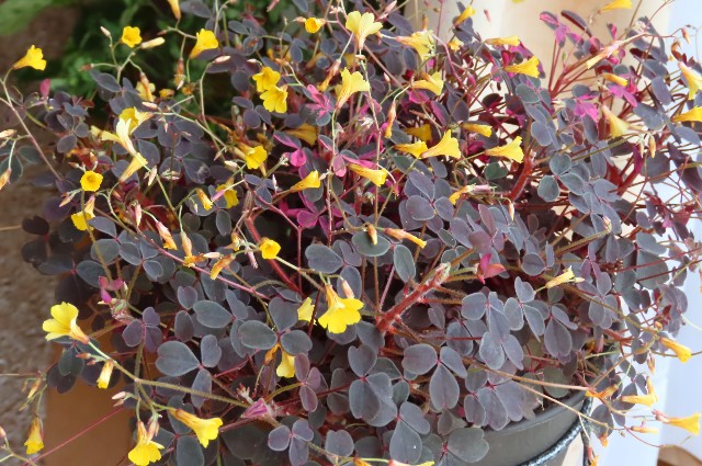 f:id:korokumi:20211021170439j:image f:id:korokumi:20211021170439j:image