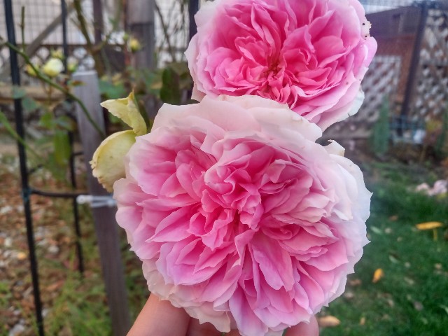 f:id:korokumi:20211101154938j:image f:id:korokumi:20211101154938j:image