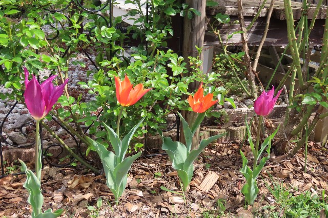 f:id:korokumi:20220507095603j:image f:id:korokumi:20220507095603j:image