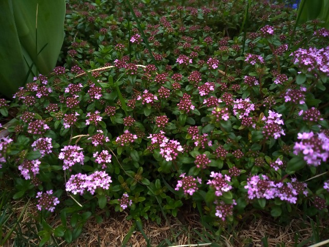 f:id:korokumi:20220507110133j:image f:id:korokumi:20220507110133j:image