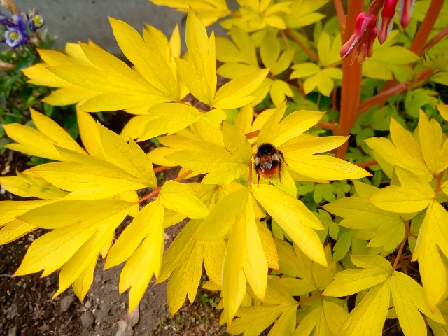 f:id:korokumi:20220507111417j:image f:id:korokumi:20220507111417j:image