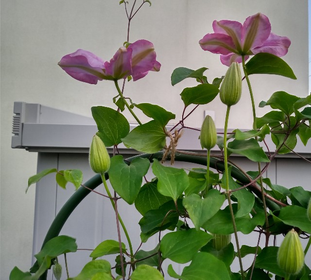 f:id:korokumi:20220524181150j:image f:id:korokumi:20220524181150j:image