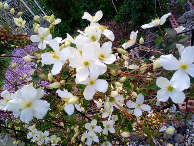 f:id:korokumi:20220524181324j:image f:id:korokumi:20220524181324j:image