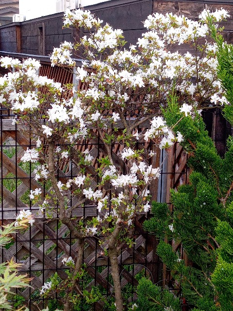 f:id:korokumi:20220524181404j:image f:id:korokumi:20220524181404j:image