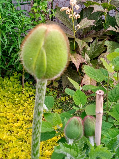 f:id:korokumi:20220524190626j:image f:id:korokumi:20220524190626j:image