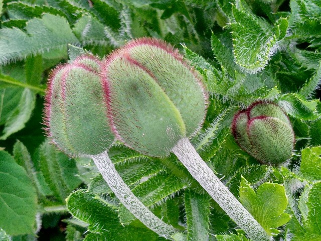 f:id:korokumi:20220524190637j:image f:id:korokumi:20220524190637j:image