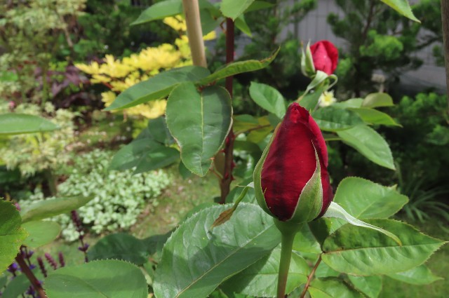 f:id:korokumi:20220612152811j:image f:id:korokumi:20220612152811j:image