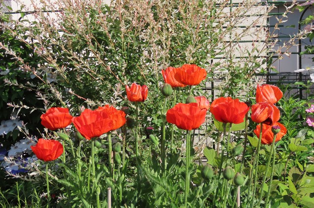 f:id:korokumi:20220612155355j:image f:id:korokumi:20220612155355j:image