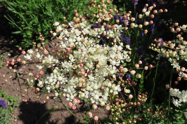 f:id:korokumi:20220612162013j:image f:id:korokumi:20220612162013j:image