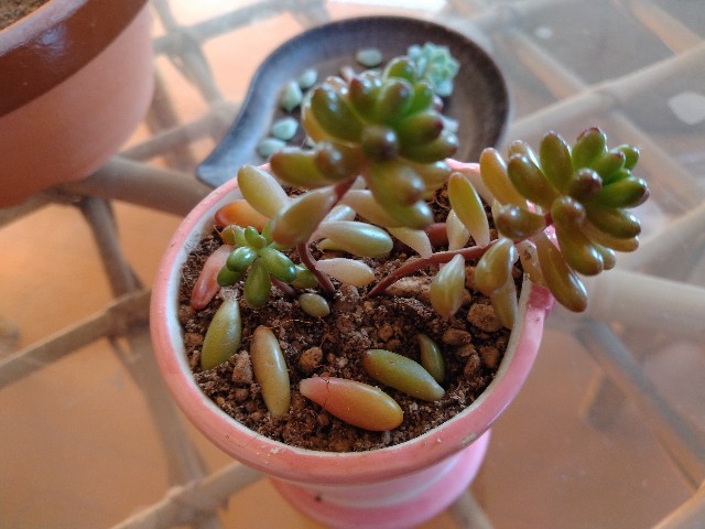 f:id:korokumi:20230314155308j:image f:id:korokumi:20230314155308j:image