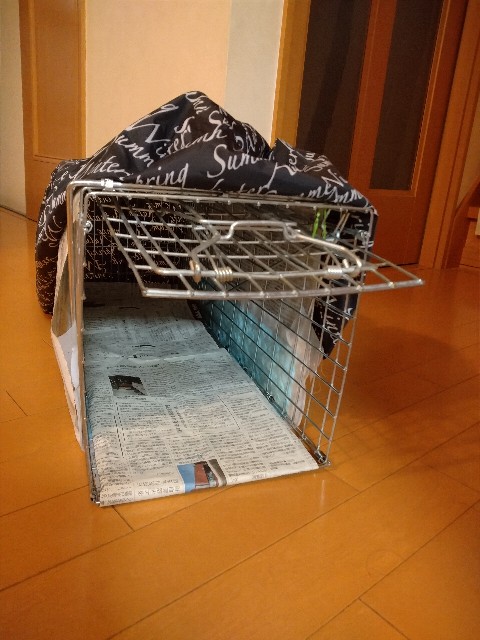 f:id:korokumi:20230330185347j:image f:id:korokumi:20230330185347j:image