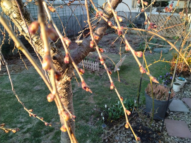 f:id:korokumi:20230402075239j:image f:id:korokumi:20230402075239j:image