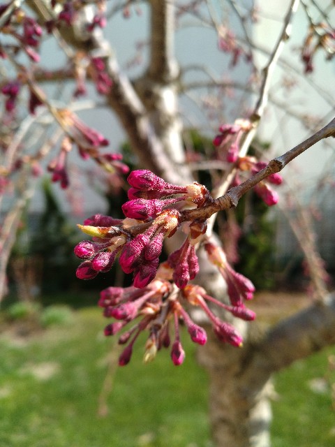 f:id:korokumi:20230412053355j:image f:id:korokumi:20230412053355j:image