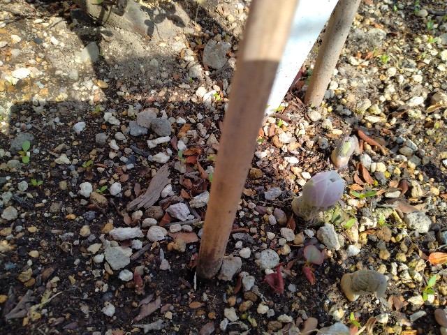 f:id:korokumi:20230412054432j:image f:id:korokumi:20230412054432j:image